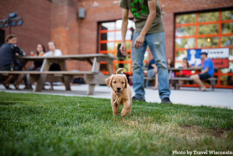 Dog at Brewing Projekt