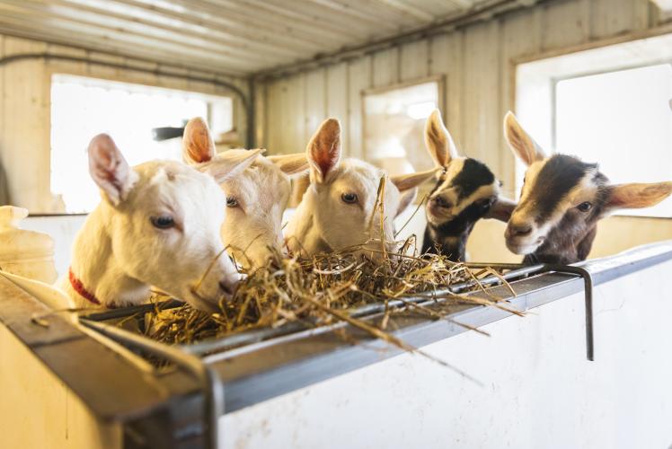 Lymett Farms