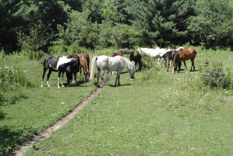 Wilderness Pursuit Camp Horses