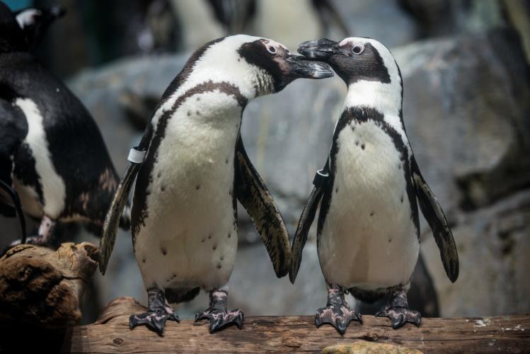 Monterey Aquarium Penguins