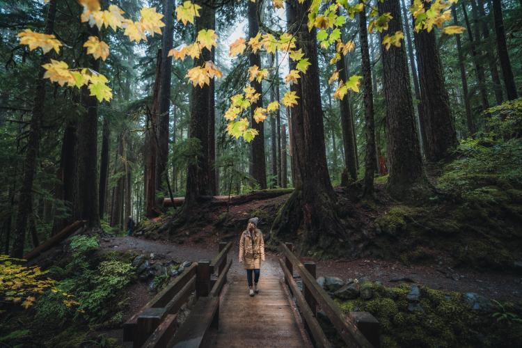 Picture at Olympic National Park woman hiking in forest