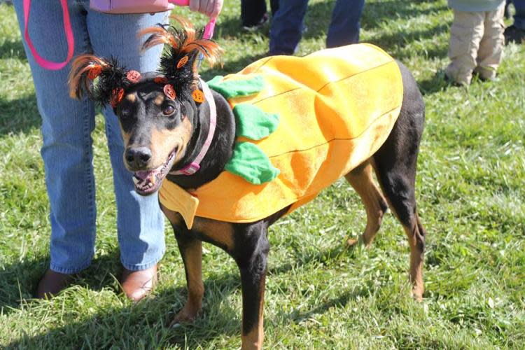Dog Daze at the Maze