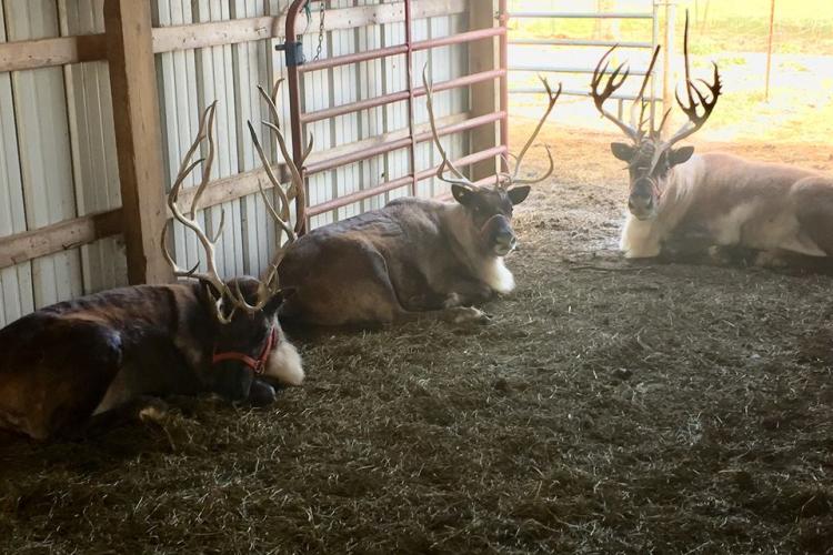 Whitetail Acres Nursery & Landscaping’s Reindeer Encounter