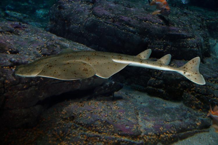 Monterey Bay Aquarium Angel Shark