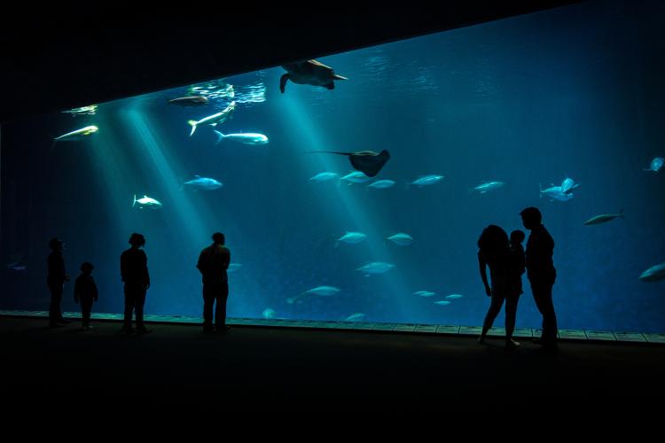 Monterey Bay Aquarium