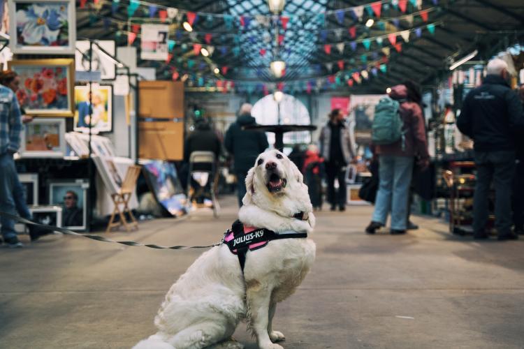 A dog sitting on a leash in a bustling St George's Market Belfast, surrounded by shoppers and colorful stalls.