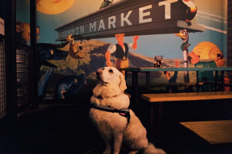 Golden retriever sitting inside Common Market Belfast, with colourful mural and market seating in the background