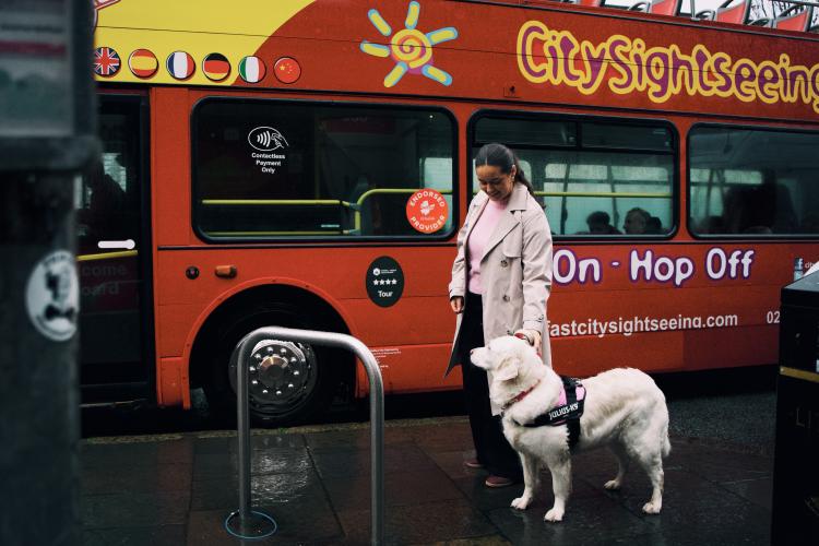 Woman petting her golden retriever beside a Belfast City Sightseeing hop-on hop-off bus on a city street
