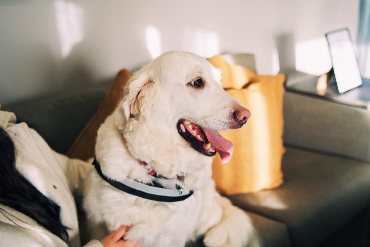 Dog Friendly Itinerary Derry~Londonderry - 08