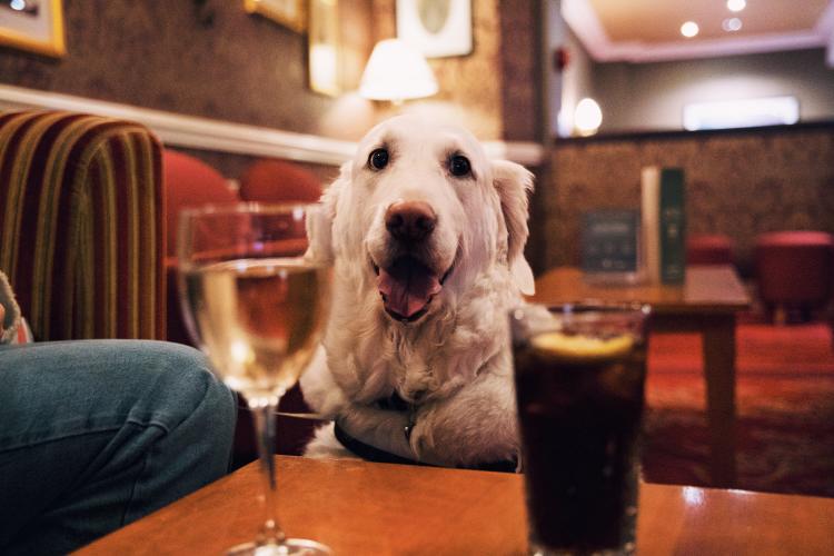 Dog Friendly Itinerary Derry~Londonderry - 10