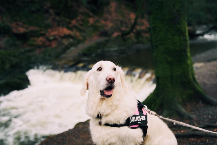 Dog Friendly Itinerary Down - 03