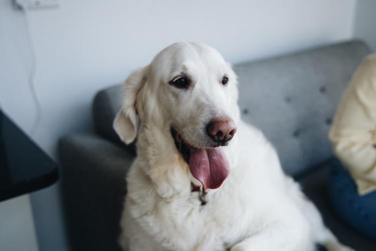 Dog Friendly Itinerary Fermanagh - 01