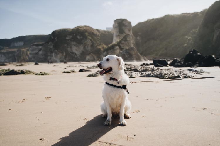 Dog Friendly Itinerary Causeway Coast - 05