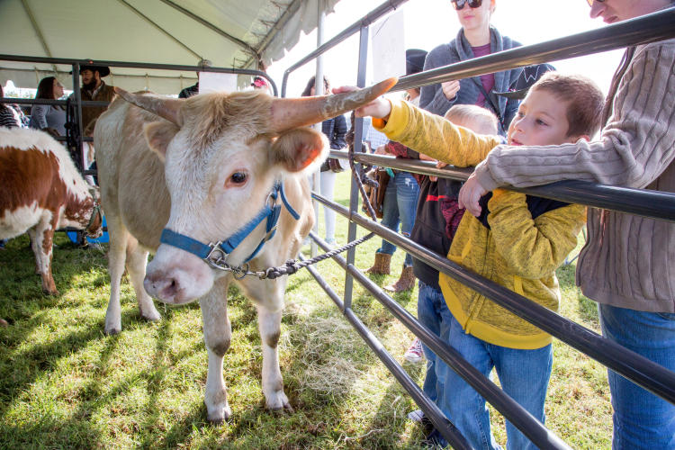 Child petting a cow at stockyards stampede