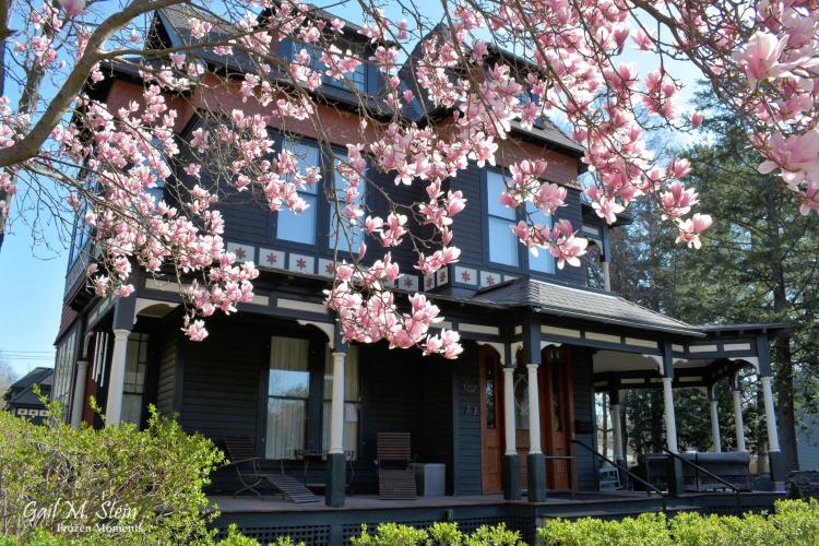 Dark plum colored Victorian home as seen through magnolia blossoms