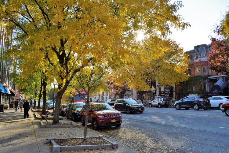 Bright orange trees in afternoon sun along Broadway.