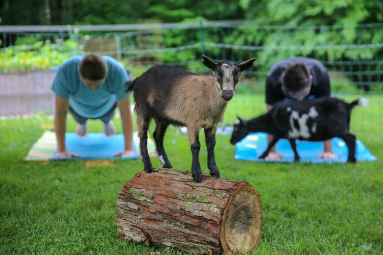 Goat standing on small log with two people behind it planking