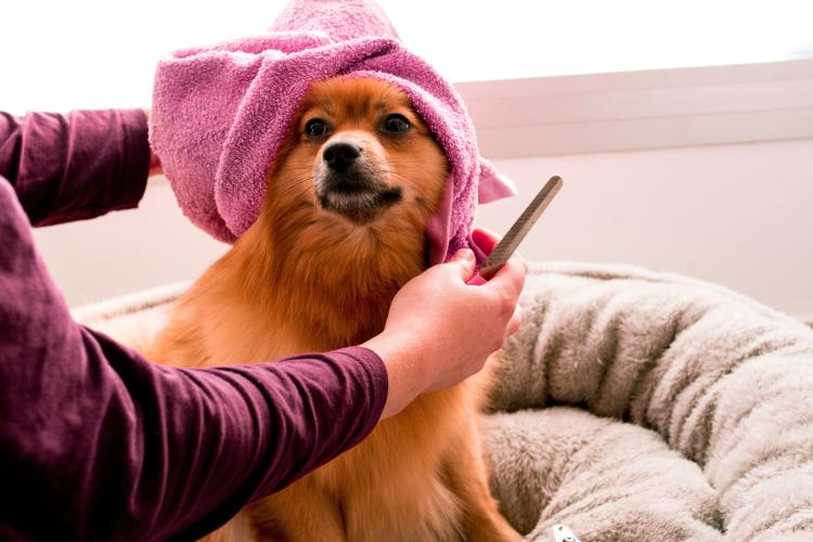 Dog wash