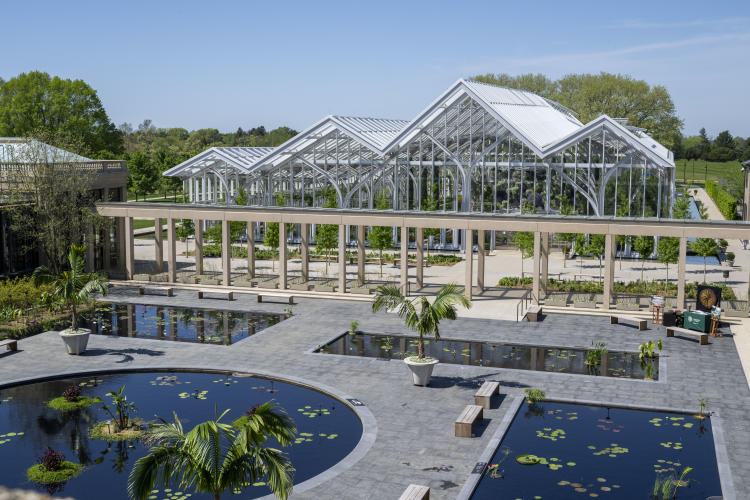 Waterlily Longwood