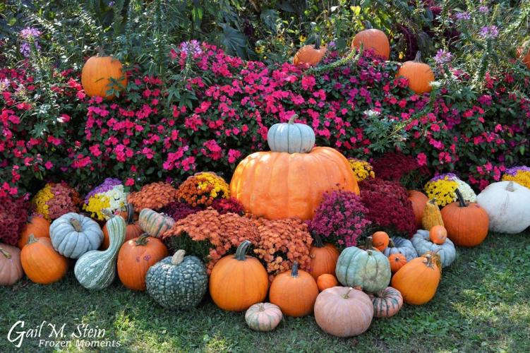 Pumpkins and mums arranged in autumn garden.