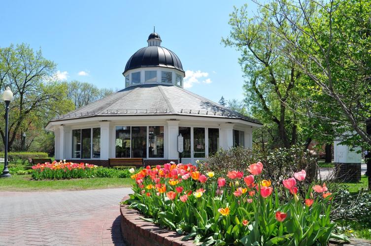 Carousel surrounded by tulips on a sunny day