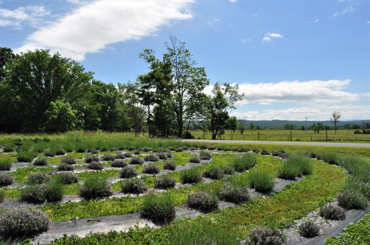 Section of the labyrinth of lavender at Lavenlair Farm