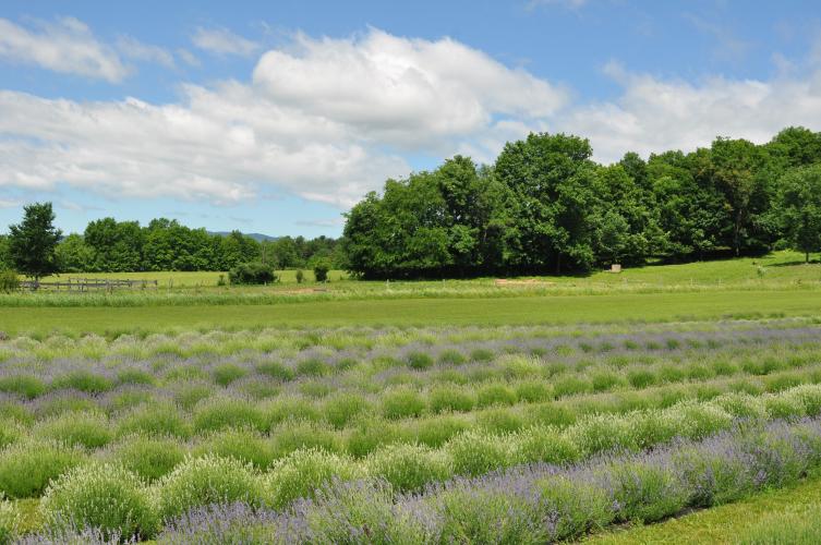View of lavender with fields in the distance at Lavenlair Farm