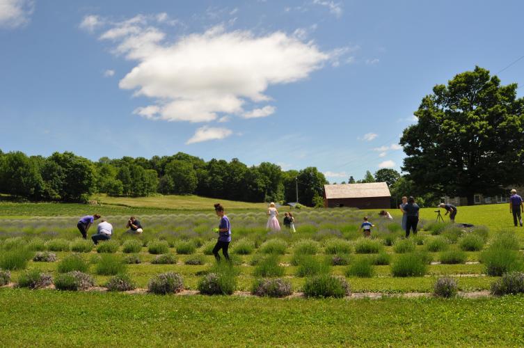 Several people cutting lavender in the rows at Lavenlair Farm
