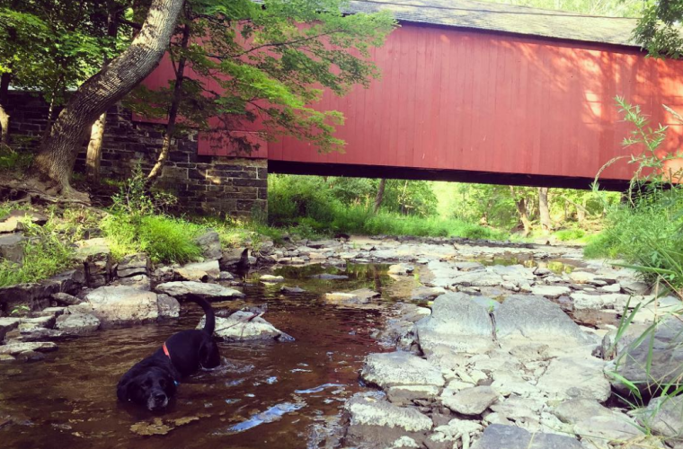 PetFriendly Bucks County