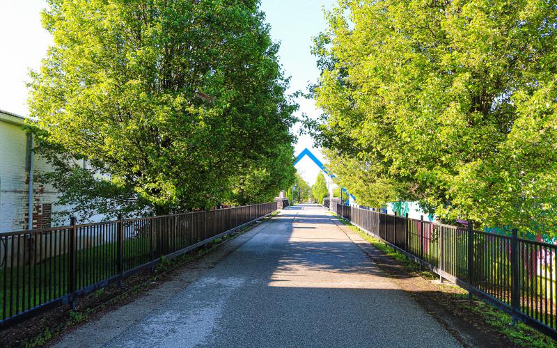 Vibrant green trees lining the B-Line Trail during spring