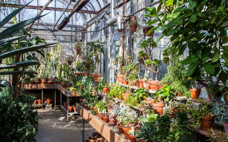 A section of the Biology Greenhouse filled with desert plants