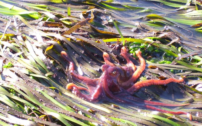 Eel Grass