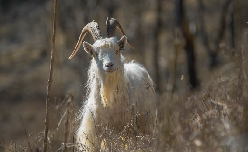Gully goat - credit Jim Lampard, Bristol Nature Channel