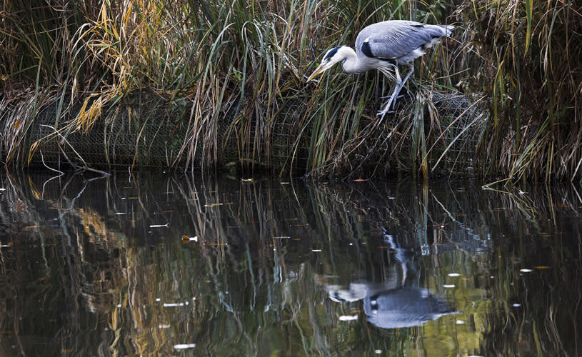 Heron in Eastville Park - credit Jim Lampard, Bristol Nature Channel