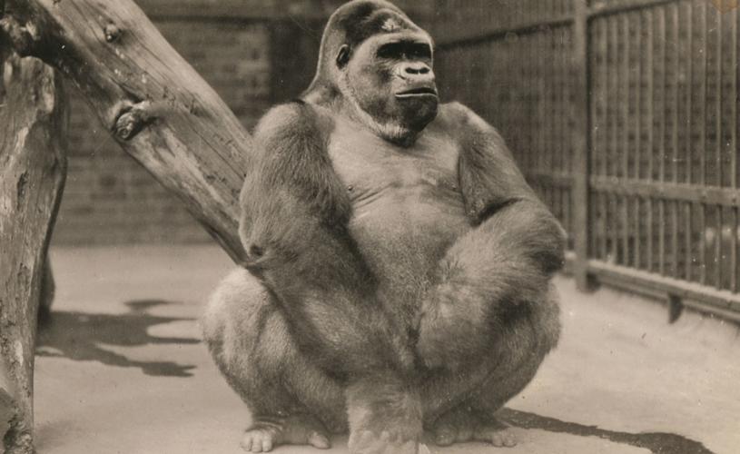 Alfred the Gorilla at Bristol Zoo Gardens