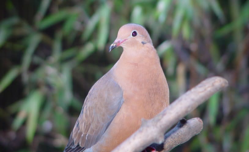 Adult socorro dove at Bristol Zoo Gardens - credit Bristol Zoo Project archive
