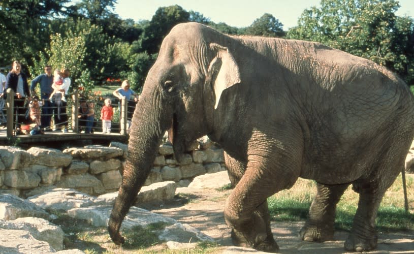 Wendy the elephant at Bristol Zoo Gardens - credit Bristol Zoo Project archive