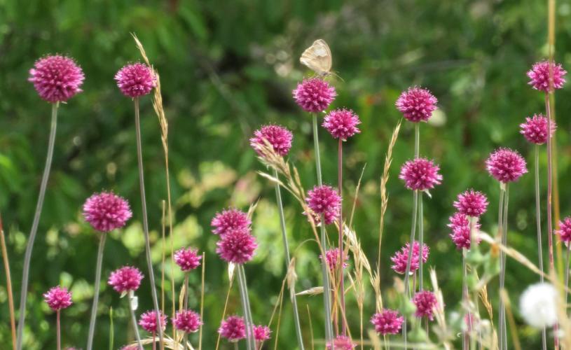 Avon Gorge Wildlife Bristol Onion