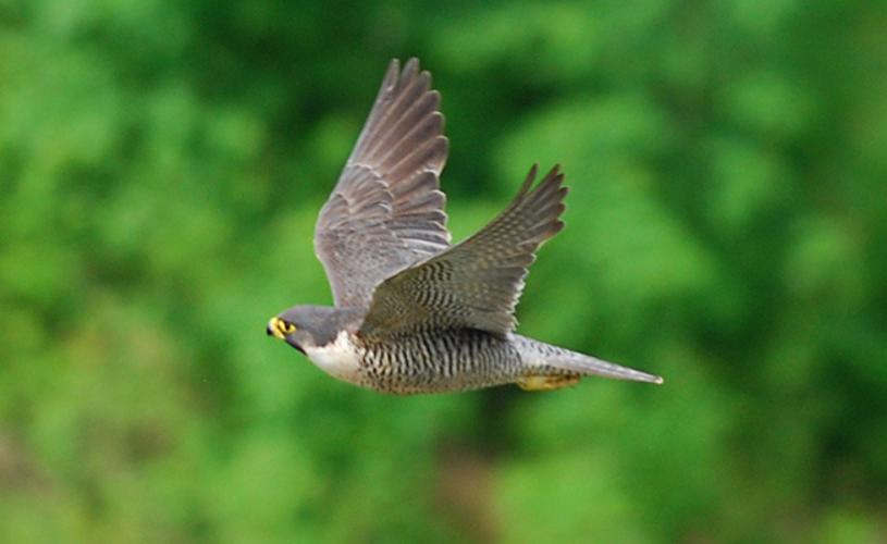 Avon Gorge Wildlife Peregrine in the Avon Gorge (Denice Stout)