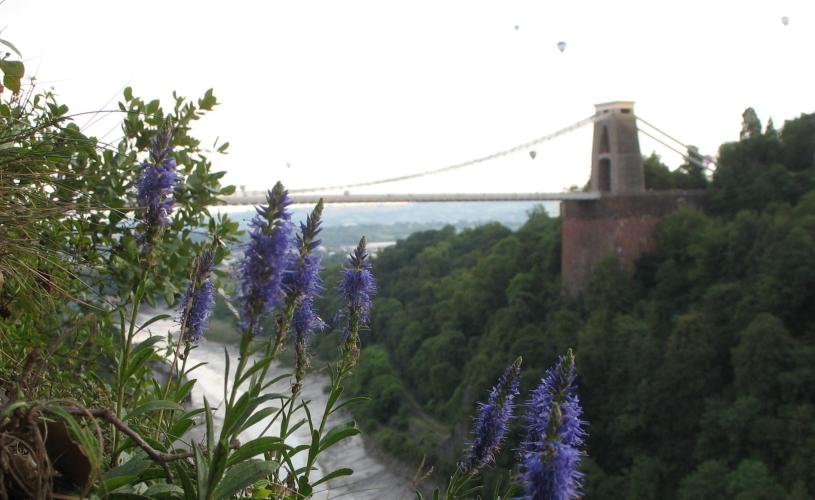Avon Gorge Wildlife Spiked speedwell and the Clifton Supsension Bridge (Libby Houston)