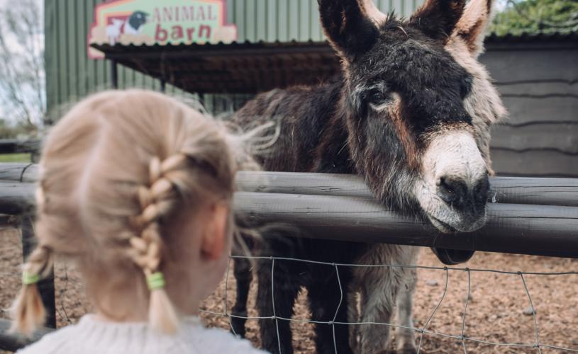 A young girl watching one of the donkeys at the Avon Valley Adventure & Wildlife Park near Bristol - credit Avon Valley Adventure & Wildlife Park