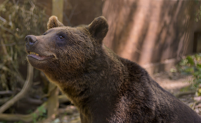 A brown bear at Bristol Zoo Project - credit Bristol Zoo Project