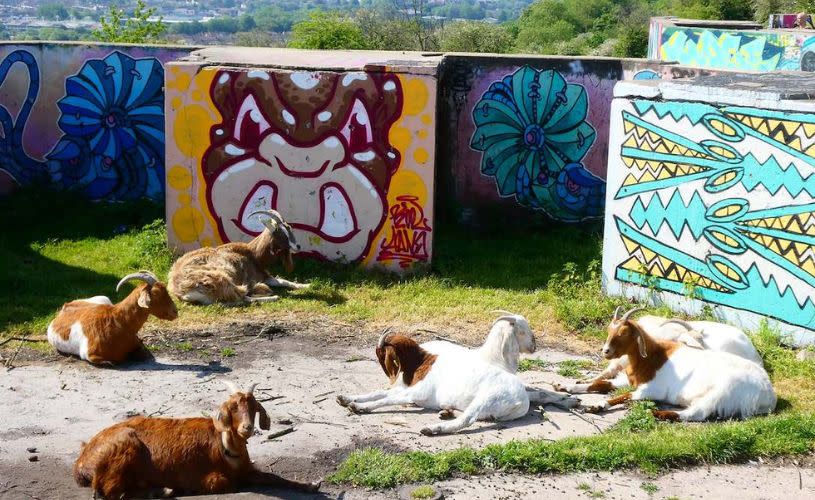 Goats at Stoke Park Estate - credit Railwalks