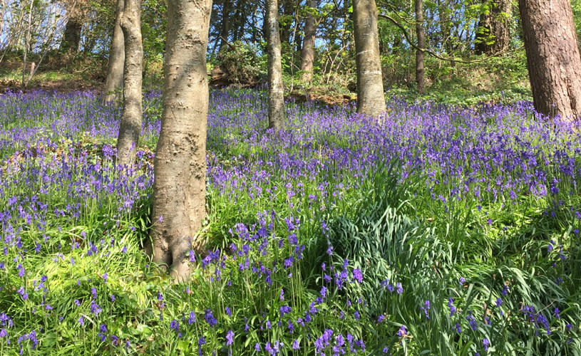 Bluebells in forest