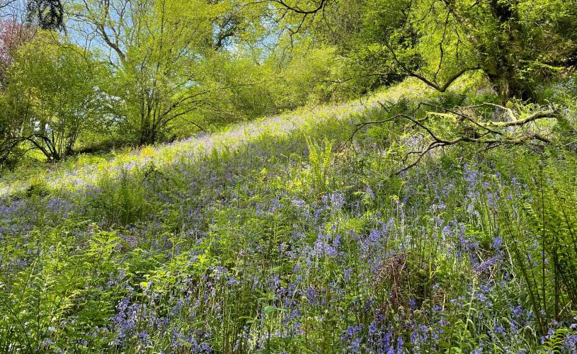 Imageof Bluebell's Prior's Wood