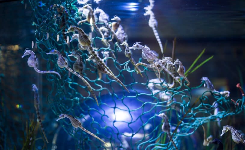Seahorses in tank at Bristol Aquarium - credit Bristol Aquarium