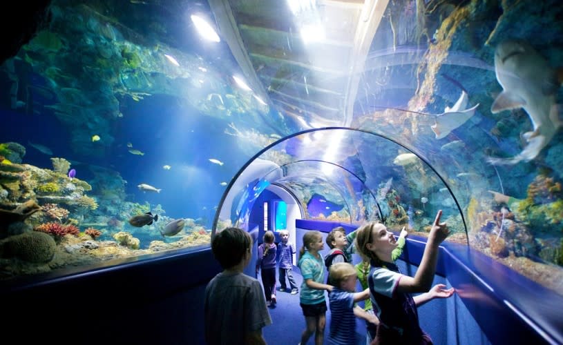 A group of children looking into a tank while walking through the tunnel at Bristol Aquarium - credit Bristol Aquarium