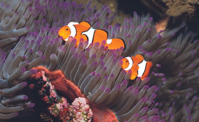 2 orange clown fish in coral at Bristol Aquarium