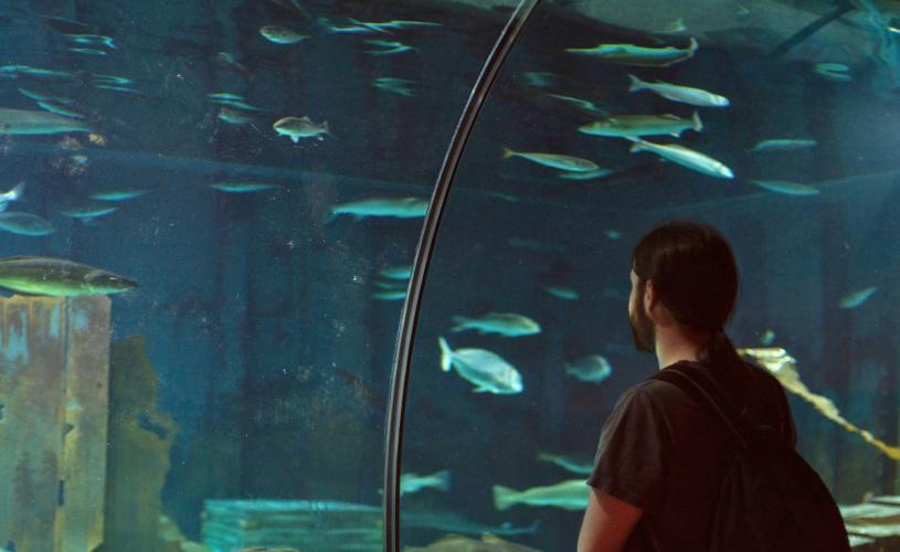 Person looking at fish tank