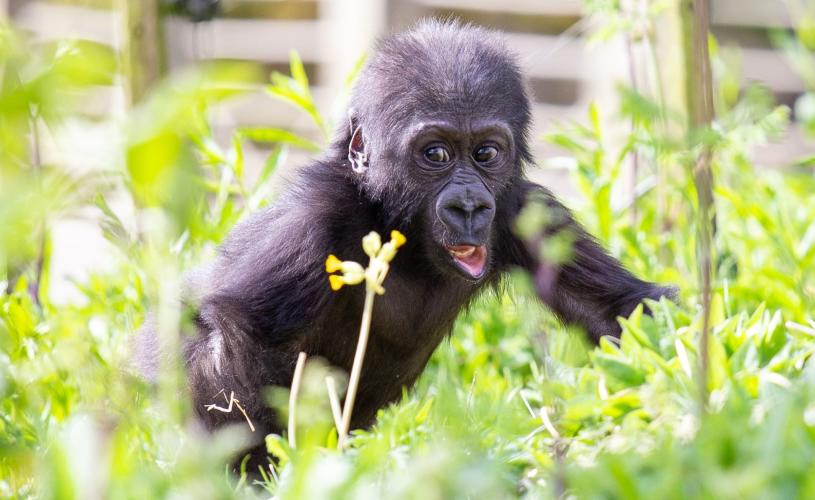 Gorilla Hasani in Summer Cowslip at Bristol Zoo